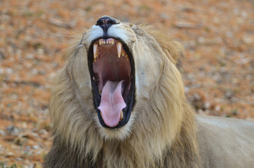 Lion showing me his teeth