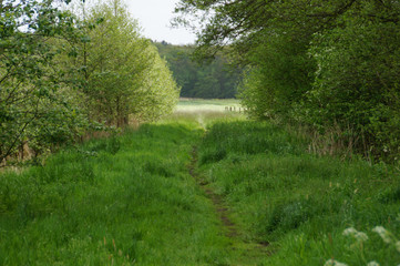 path in the forest