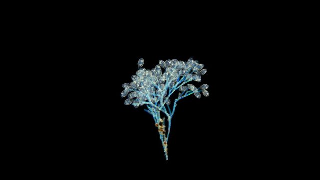 Vorticella colony under a microscope, a genus of ciliates, see a single or colonial way of life, look like bells, a beautiful bouquet of microorganisms has turned out 4K