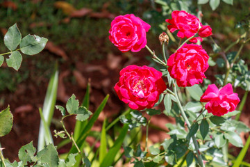 rose flowers in the garden