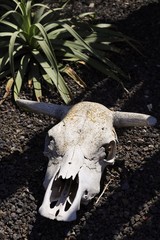 Cow skull on the ground