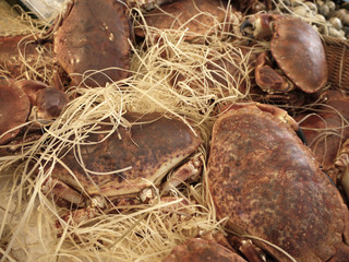 Fototapeta na wymiar Crabes. / Crabs.