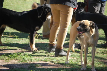 Dogs at Canine Training School