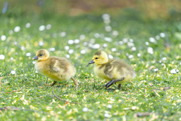 yellow duckling on the grass