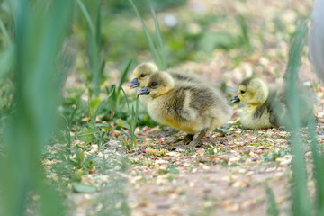 yellow duckling on the grass