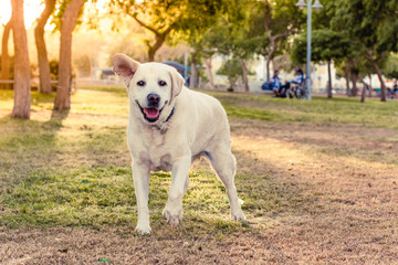 smiling blind dog happy old Labrador portrait running at camera in park outdoor natural scenic environment in walking promenade time, bright sunset orange lighting, shelter or domestic animal concept 