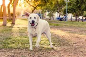 smiling blind dog happy old Labrador portrait running at camera in park outdoor natural scenic...