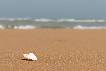 Muscheln am Strand mit Meer im Hintergrund.
