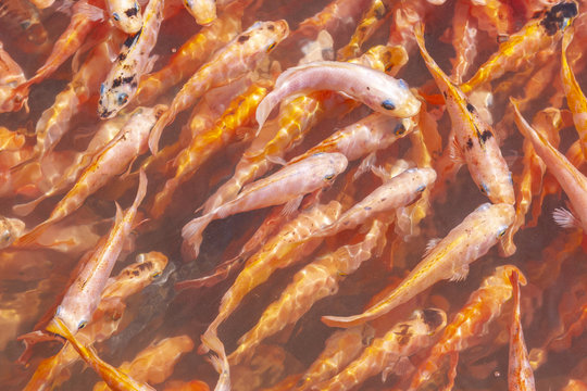 Fish Pilling On Koggala Lake, Galle District, Sri Lanka