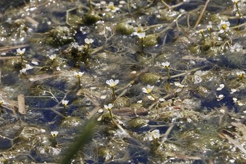 Flowers and under water leaves of common water-crowfoot (Ranunculus aquatilis)