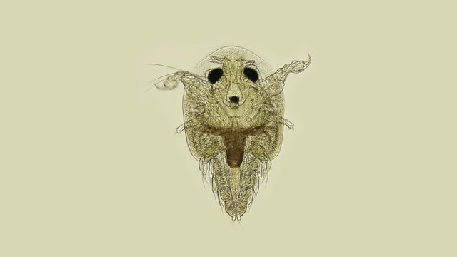 Lice under a microscope, the so-called carp lice - Branchiura, are parasites sucking blood in fish 4K