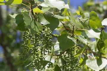 Leaves and fruits of a Canadian poplar (Populus x canadensis)