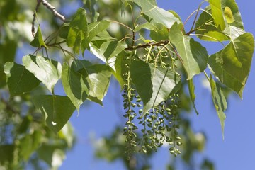 Leaves and fruits of a Canadian poplar (Populus x canadensis)