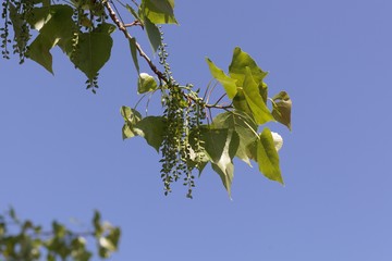 Leaves and fruits of a Canadian poplar (Populus x canadensis)