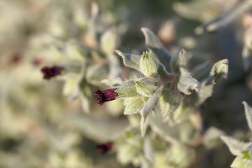 Flowers and leaves of the monkswort Nonea pulla