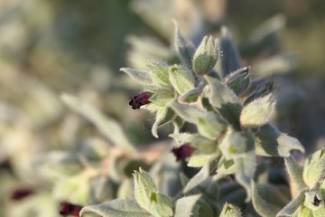 Flowers and leaves of the monkswort Nonea pulla