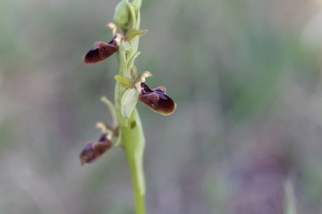 Flower of the wild early spider-orchid (Ophrys sphegodes)