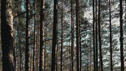Forest in Scottish Highlands