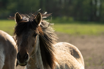 Wildpferd mit Mähne im Wind, Portrait.