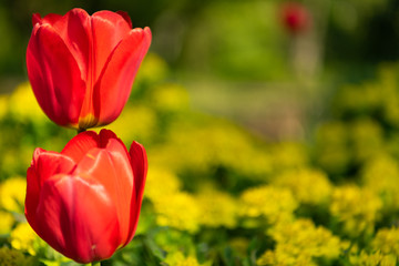 Zwei rote Tulpenkelche übereinander auf einer gelben Wiese im Frühling
