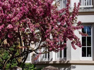Beautiful pink sakura flowering in Strasbourg, Springtime