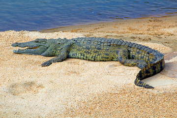 Krokodil in Swasiland