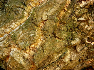old wood texture of bark of a tree