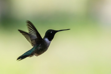 hummingbird in flight