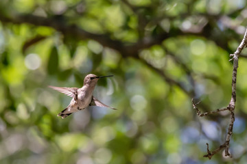 hummingbird in flight