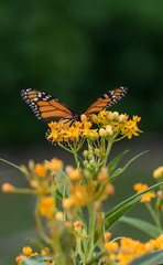 Monarch Butterfly with Yellow Flowers