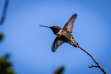 Fototapeta premium hummingbird in flight