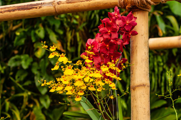 Beautiful red, yellow orchid - detail of a house plant flower