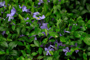 flower, nature, plant, green, flowers, purple, spring, garden, summer, violet, leaf, blue, pink, flora, periwinkle, grass, blossom, beauty, bloom, leaves, floral, beautiful, petal, plants, blooming