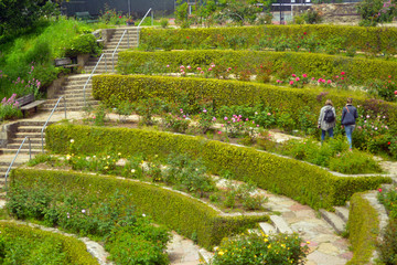Berkeley Rose Garden