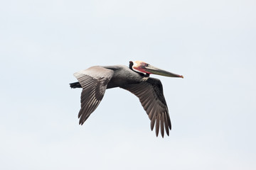 Brown pelican, pelecanus occidentalis, pelican, Mexico, California peninsula, Laguna San Ignacio