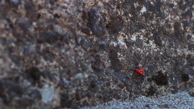 Pyrrhocoris apterus - European firebug. Red bug crawling on asphalt