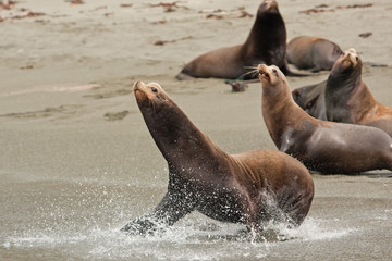 Naklejka premium California sea lion, zalophus californianus, Mexico, seal, Espritu Santo national park