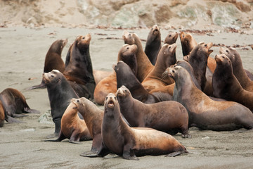 California sea lion, zalophus californianus, Mexico, seal, Espritu Santo national park