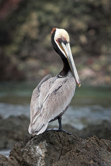 Brown pelican, pelecanus occidentalis, pelican, Mexico, California peninsula, Laguna San Ignacio