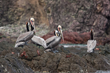 Brown pelican, pelecanus occidentalis, pelican, Mexico, California peninsula, Laguna San Ignacio
