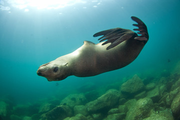 California sea lion, zalophus californianus, Mexico, seal, Espritu Santo national park