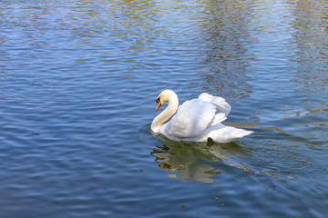 White Swan on the pond