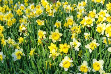 Fototapeta premium Spring daffodils in the city Park