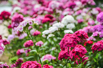 Close-up blooming carnation glory pink flower Dianthus barbatus. Pink and purple flowers.