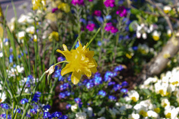 colorful springtime city flowers