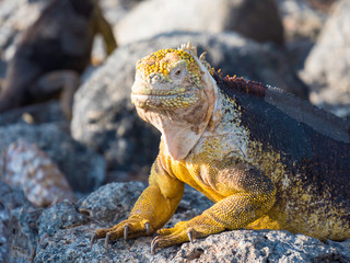 A Beautiful male land iguana spotted in Galapagos Islands, Ecuador