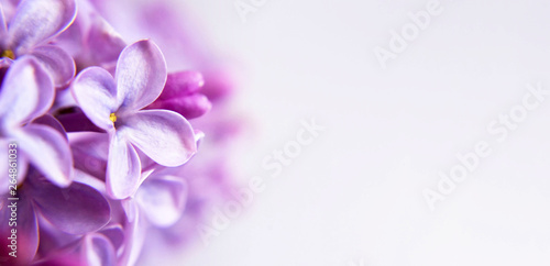 Floral background or banner with lilac flowers and copy space