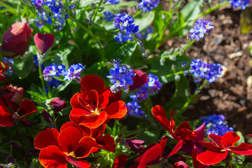 colorful springtime city flowers