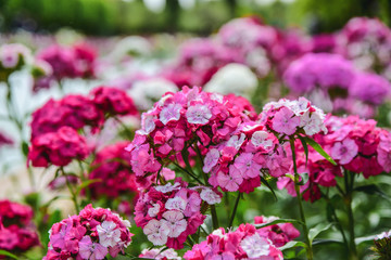 Close-up blooming carnation glory pink flower Dianthus barbatus. Pink and purple flowers.