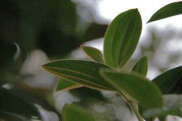 Tibouchina Urvilleana Close UP